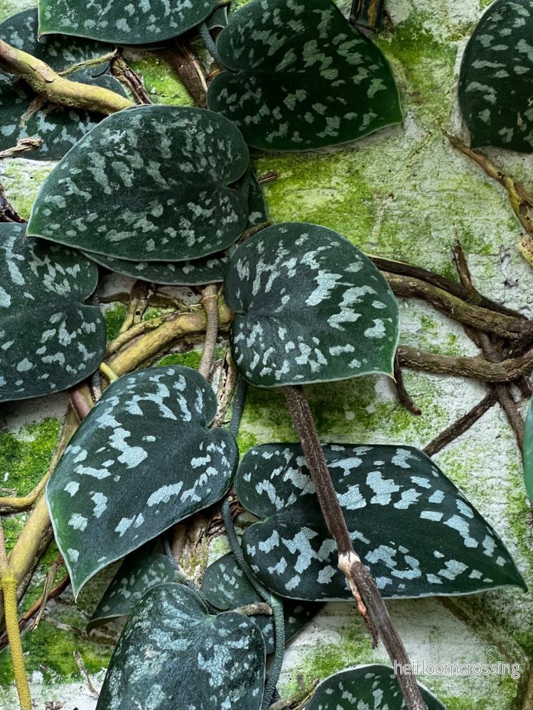 Silverranka 'Scindapsus pictus' Argyraeus