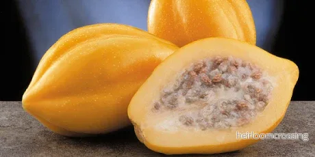 Bergspapaya (Carica pubescens) | frön, 10 st. - Bild 3
