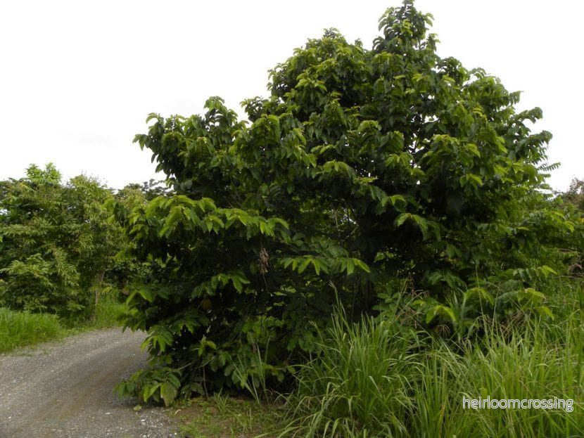 Soursop (Annona purpurea) | frön, 6 st. - Bild 3