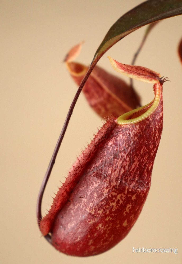 Nepenthes × 'Suki'