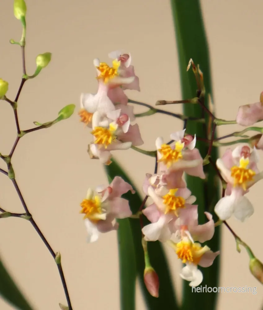 Oncidium 'Tiny Twinkle' (cheirophorum × sotoanum) - Bild 3