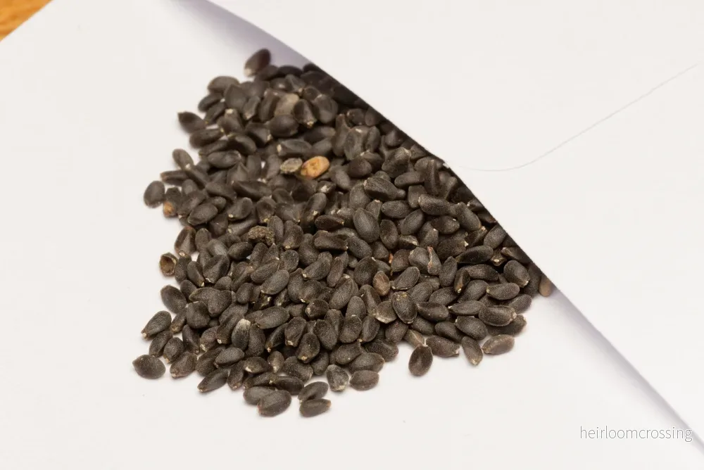 Helig Röd Thai Basilika (Ocimum tenuiflorum "Krishna Tulsi") | frön, ca 20 st. - Bild 2