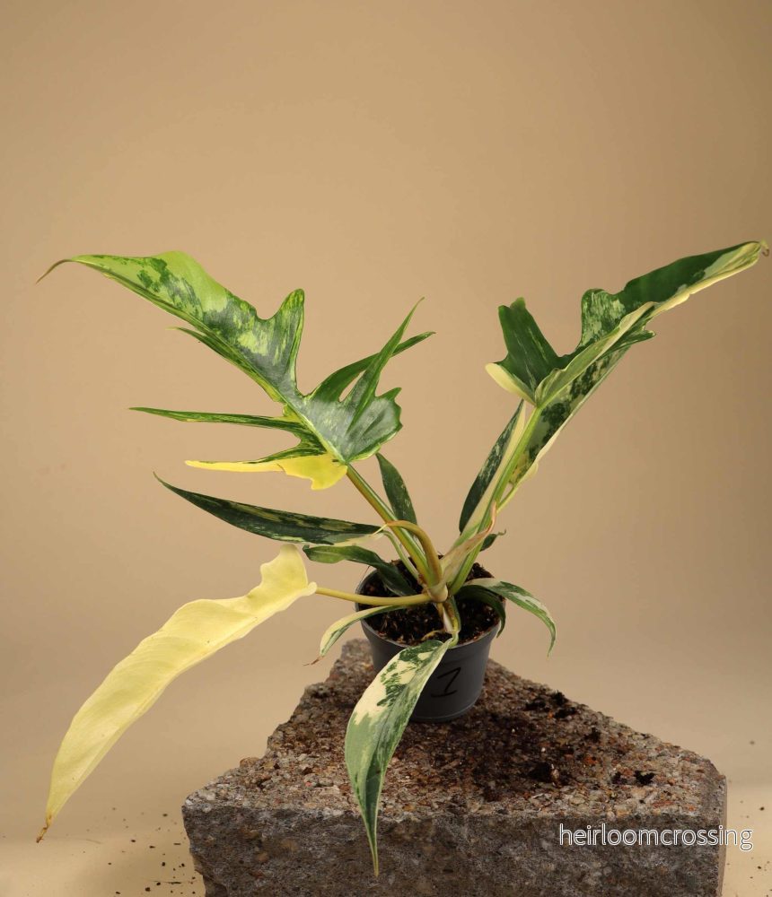 Philodendron 'Florida beauty x Tortum' - Bild 3