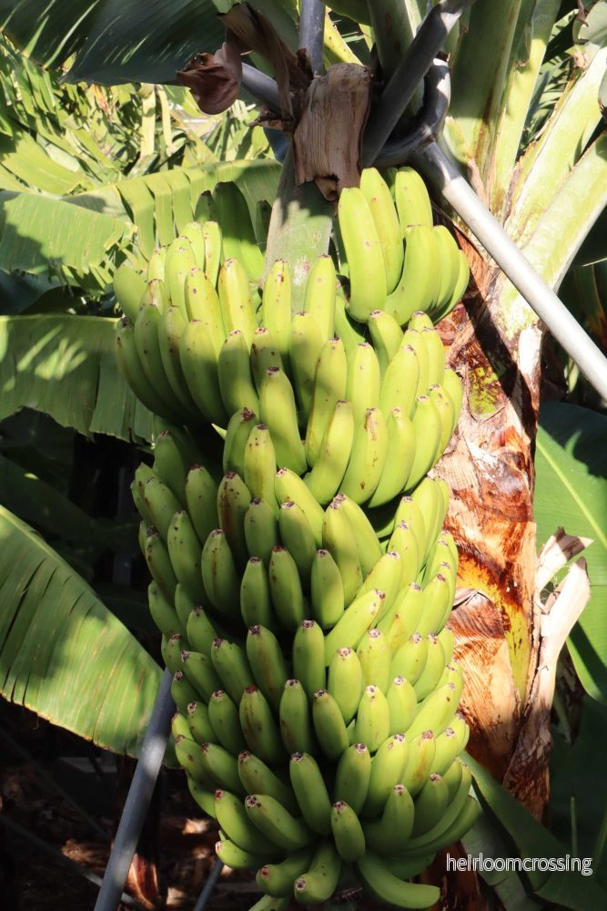 Bananplanta Cavendish 'Robusta' Ätbar - Bild 2