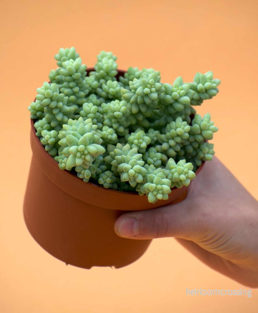Sedum morganianum 'Burrito/Burro's Tail' - Bild 3