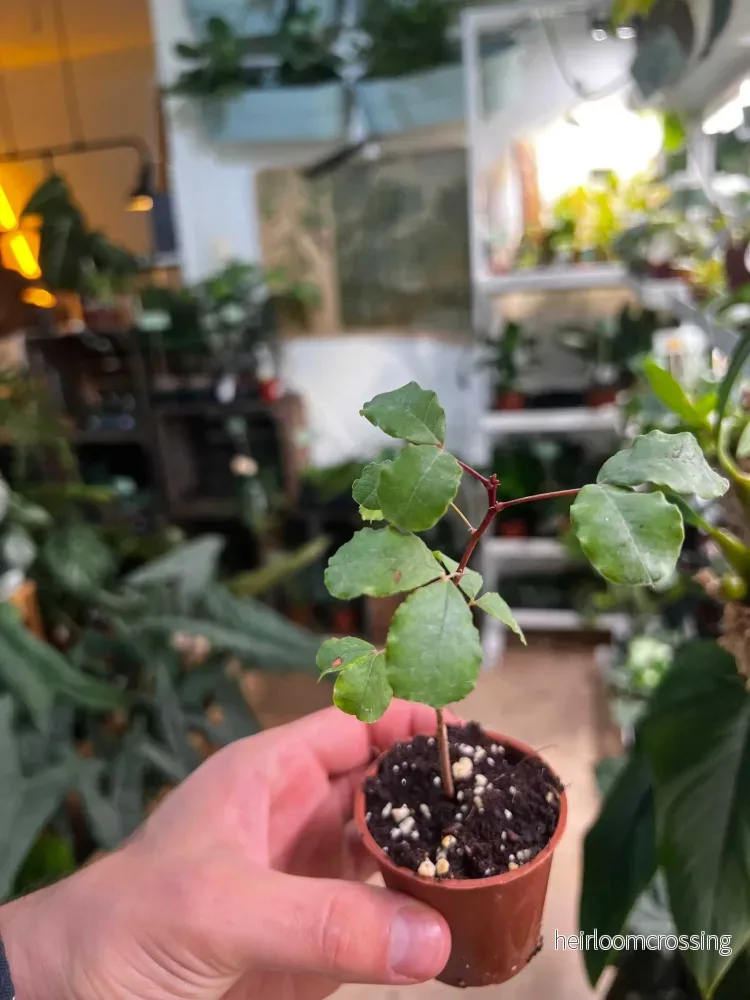 Johannesbröd (Carob) - Bild 3