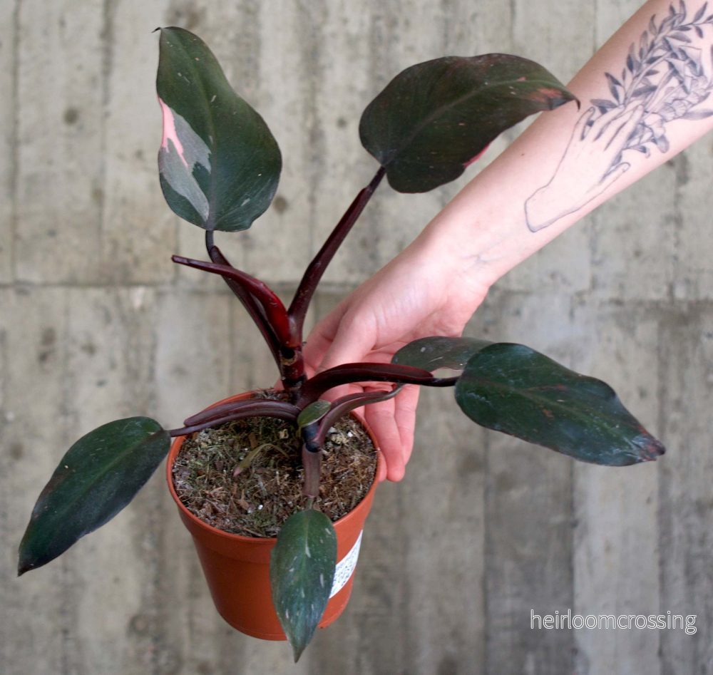 Philodendron 'Pink Princess'
