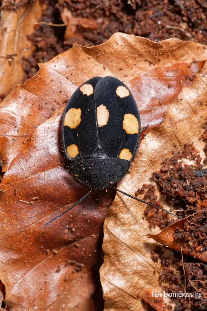 Orange domino kackerlacka (Therea regularis) | 12 st. - Bild 3
