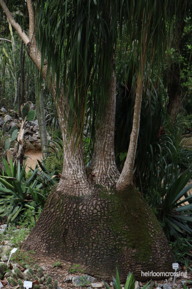 Beaucarnea recurvata 'Flasklilja' - Bild 2