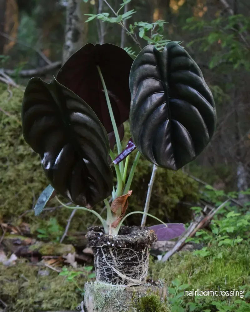 Alocasia cuprea ’kopparsköld’ Alocasia cuprea ’kopparsköld’