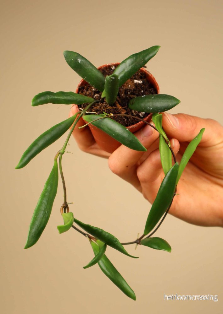 Hoya loheri - Bild 3