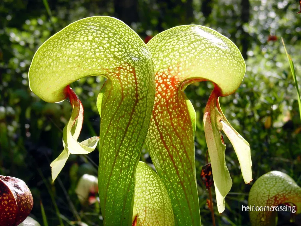 Kobralilja (Darlingtonia californica) | frön, 15 st.