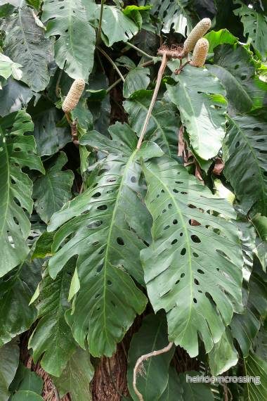 Monstera (Monstera dubia) | frön, 10 st. - Bild 3