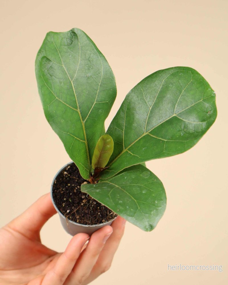 Fiolfikus | Ficus lyrata - Bild 2