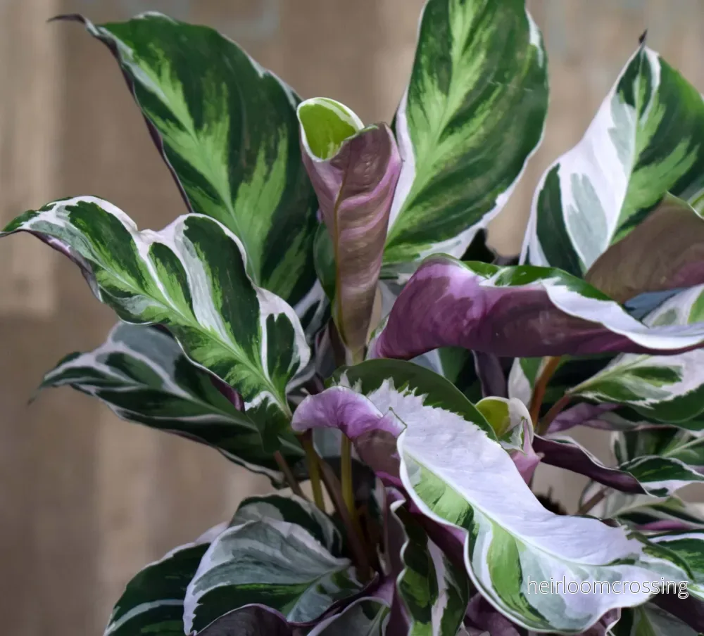 Calathea 'White Fusion' - Bild 2
