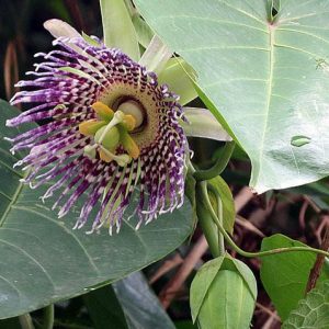 Söt grenadilla (Passiflora ligularis) | frön, 15 st.