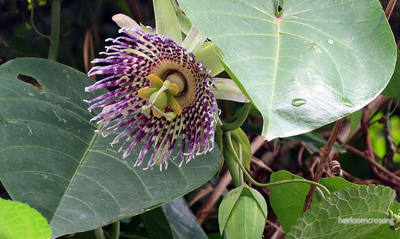 Söt grenadilla (Passiflora ligularis) | frön, 15 st.