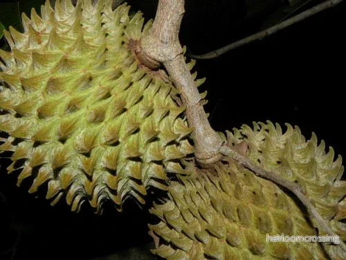 Soursop (Annona purpurea) | frön, 6 st.