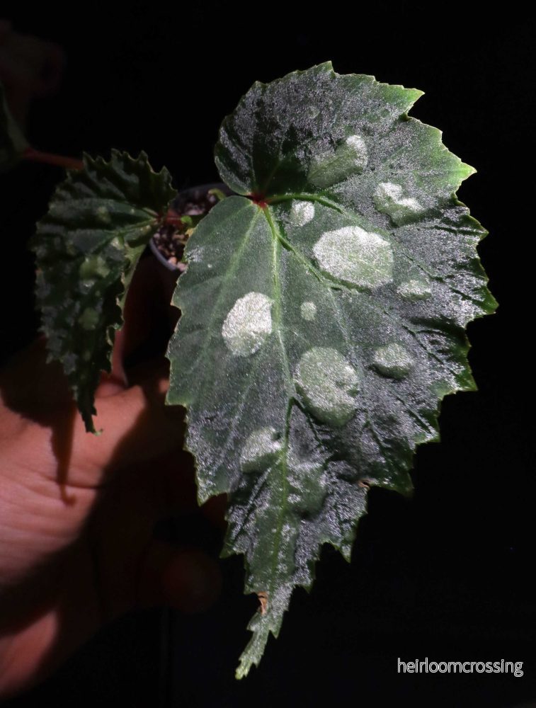 Begonia sp. Mantuk - Bild 2
