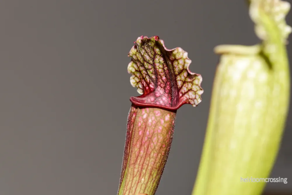 Flugtrumpet (Sarracenia x Philadelphia) - Bild 3