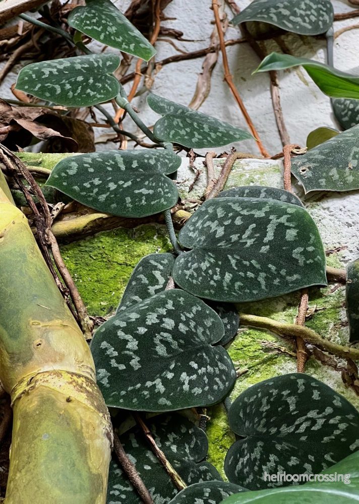 Silverranka 'Scindapsus pictus' Argyraeus - Bild 3