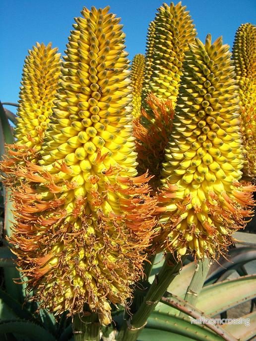 Kustaloe (Aloe athraskii) | frön, 20 st.