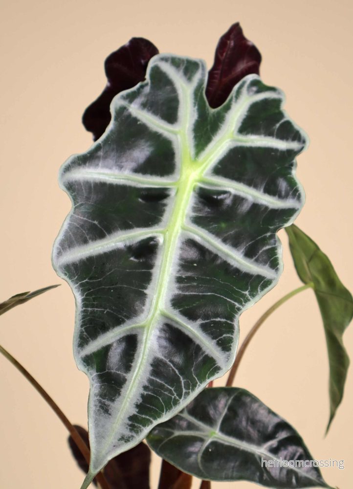 Alocasia 'Polly' - Bild 3