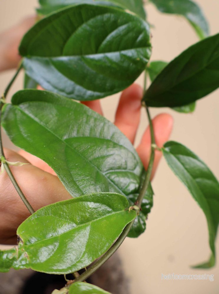 Ficus sagittata (radicans) - Bild 2