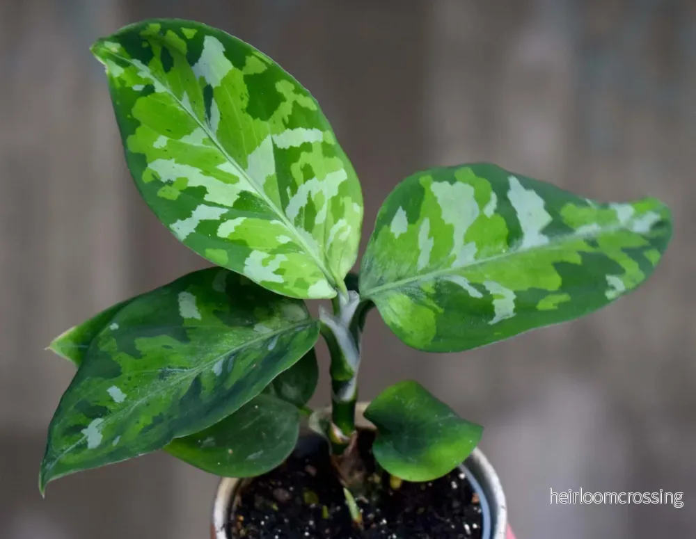 Aglaonema pictum tricolor Aglaonema pictum tricolor