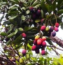 Vild mango (Mangifera griffithii) | växt - Bild 3