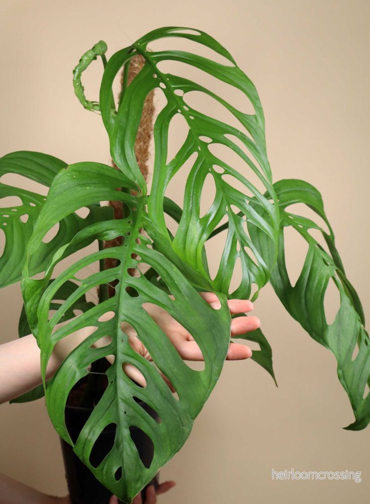 Monstera sp. 'Esqueleto' (epipremnoides)