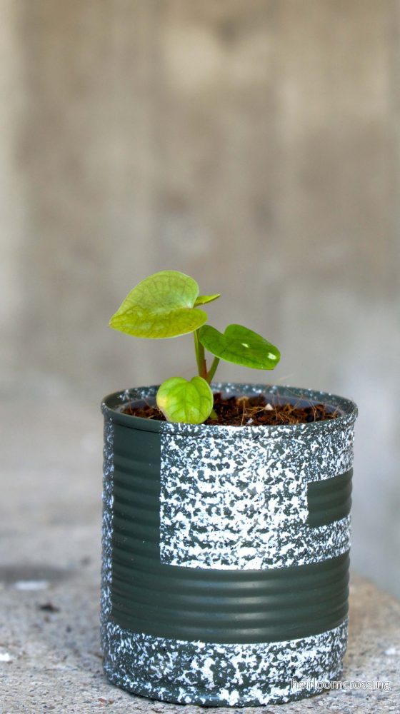 Anthurium Forgetii - Bild 3