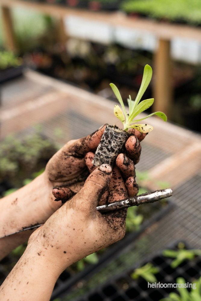 Mycorrhiza (Nyttosvamp)