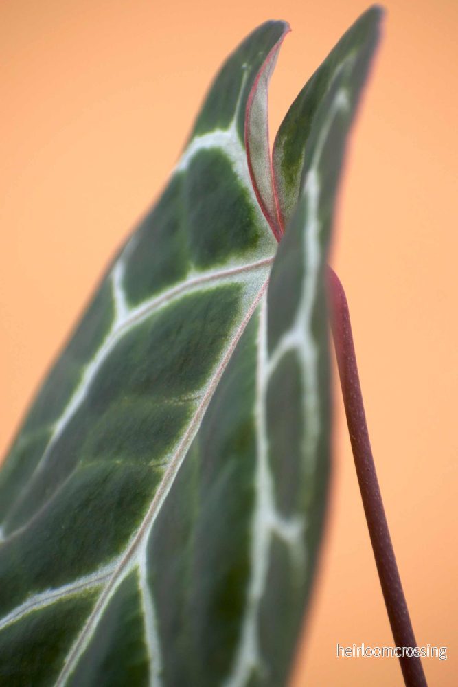 Anthurium crystallinum - Bild 2
