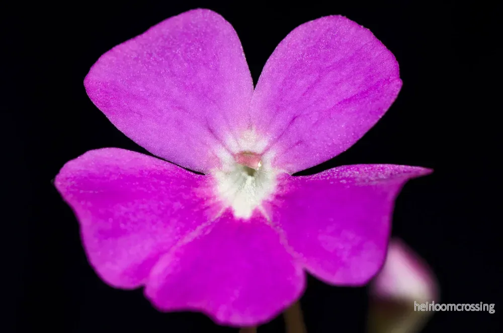Pinguicula x Weser - Bild 3