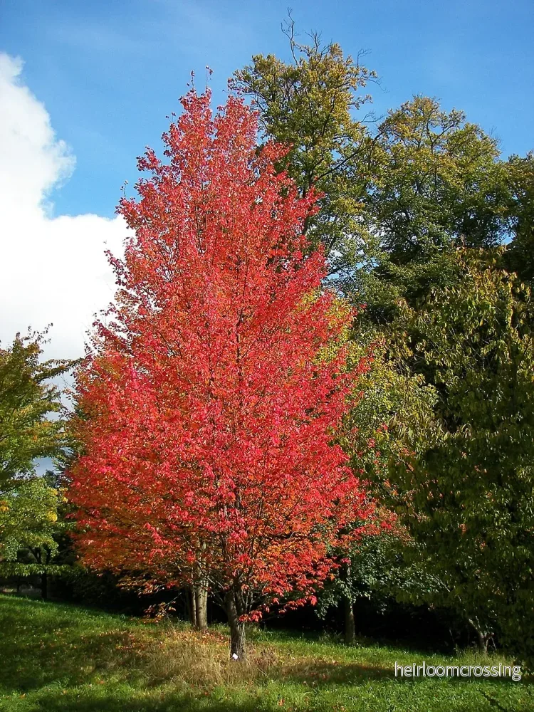 Rödlönn (Acer rubrum) | frön, 10 st.