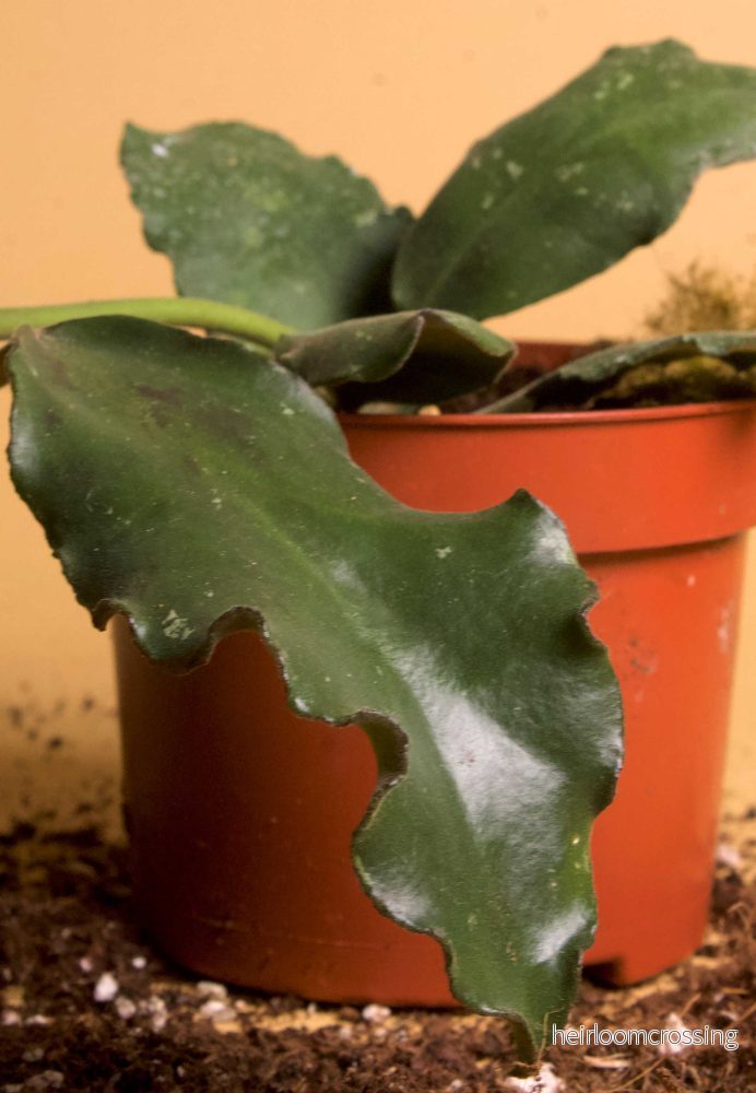 Hoya waymaniae - Bild 2