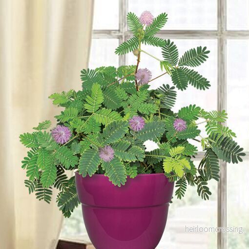 Rör-mig-inte (Mimosa pudica) | frön, 20 st.