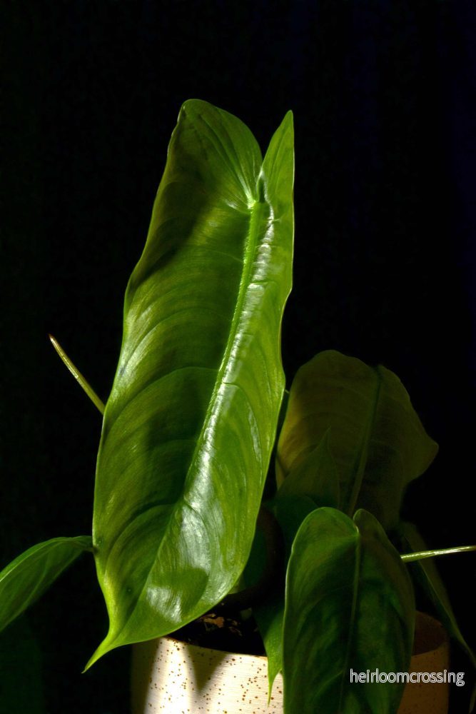 Philodendron sharoniae