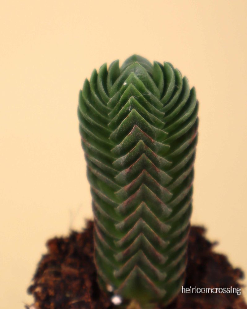 Crassula pyramidalis - Bild 2