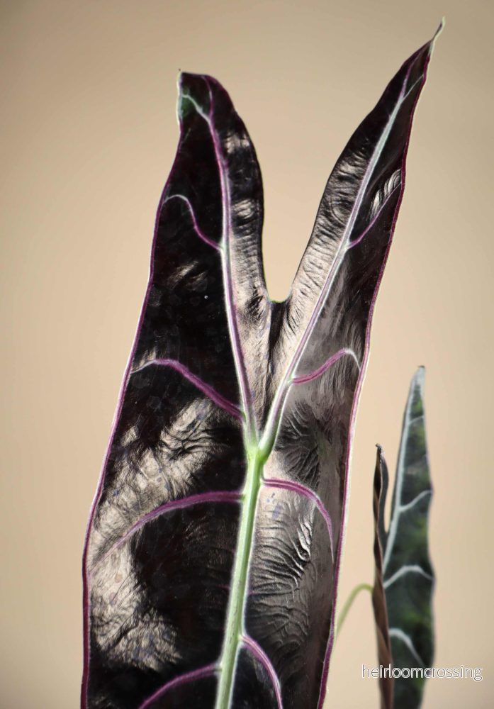 Alocasia longiloba 'purple' - Bild 2