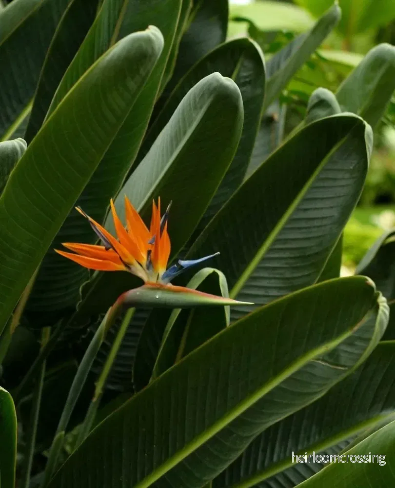 Papegojblomma 'Strelitzia reginae'