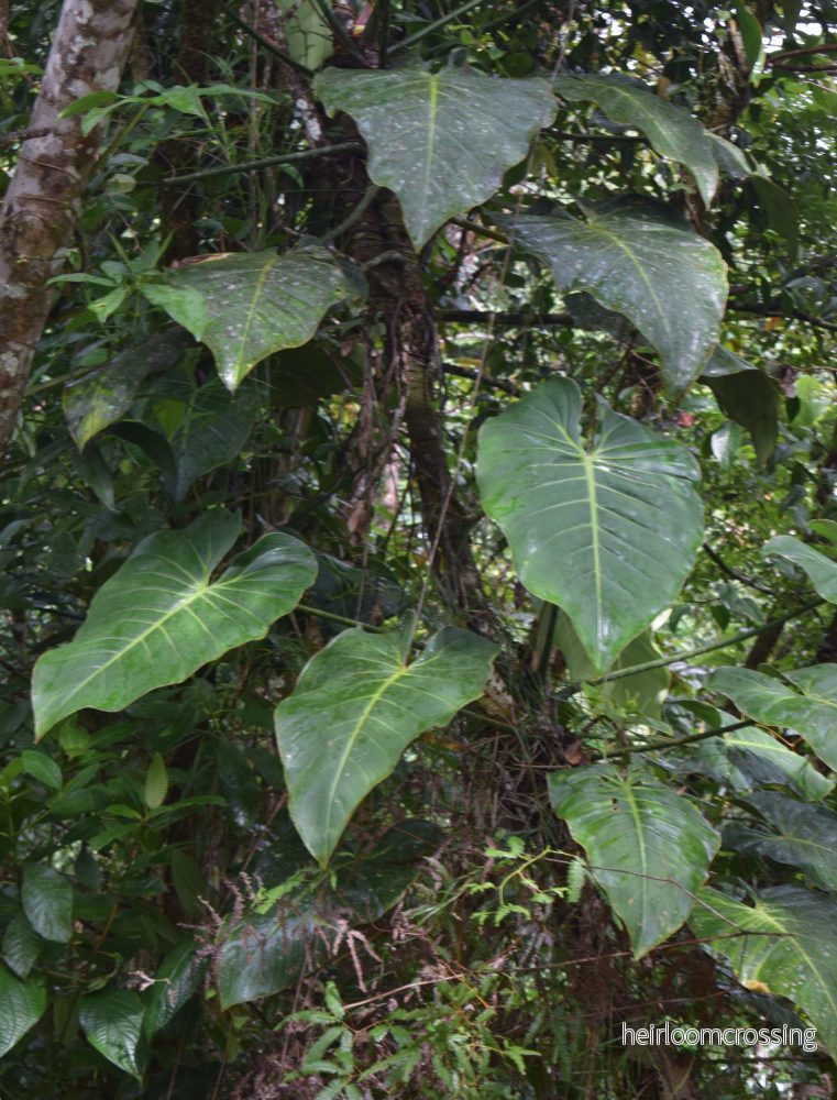 Philodendron gigas Philodendron gigas