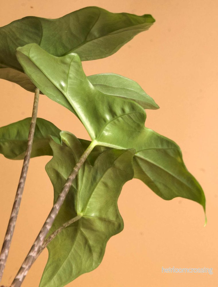 Alocasia nycteris 'batwing' - Bild 2
