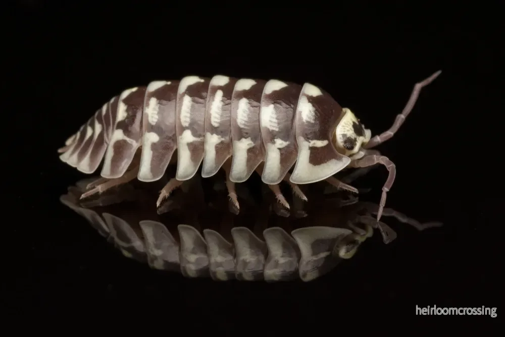 Zebra bänkbett (Armadillidium maculatum) | 12 st. - Bild 2