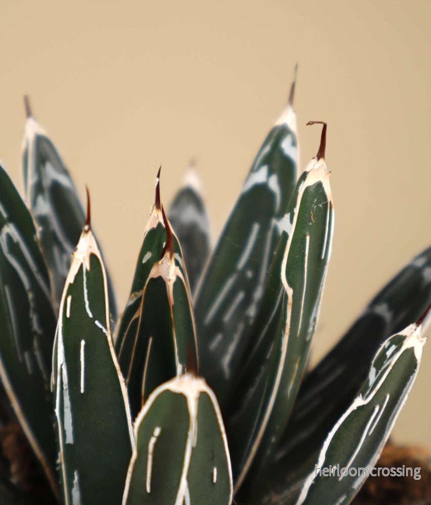 Agave victoriae-reginae - Bild 2