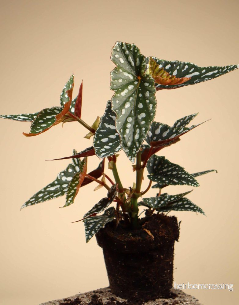 Forellbegonia 'Begonia maculata' - Bild 2