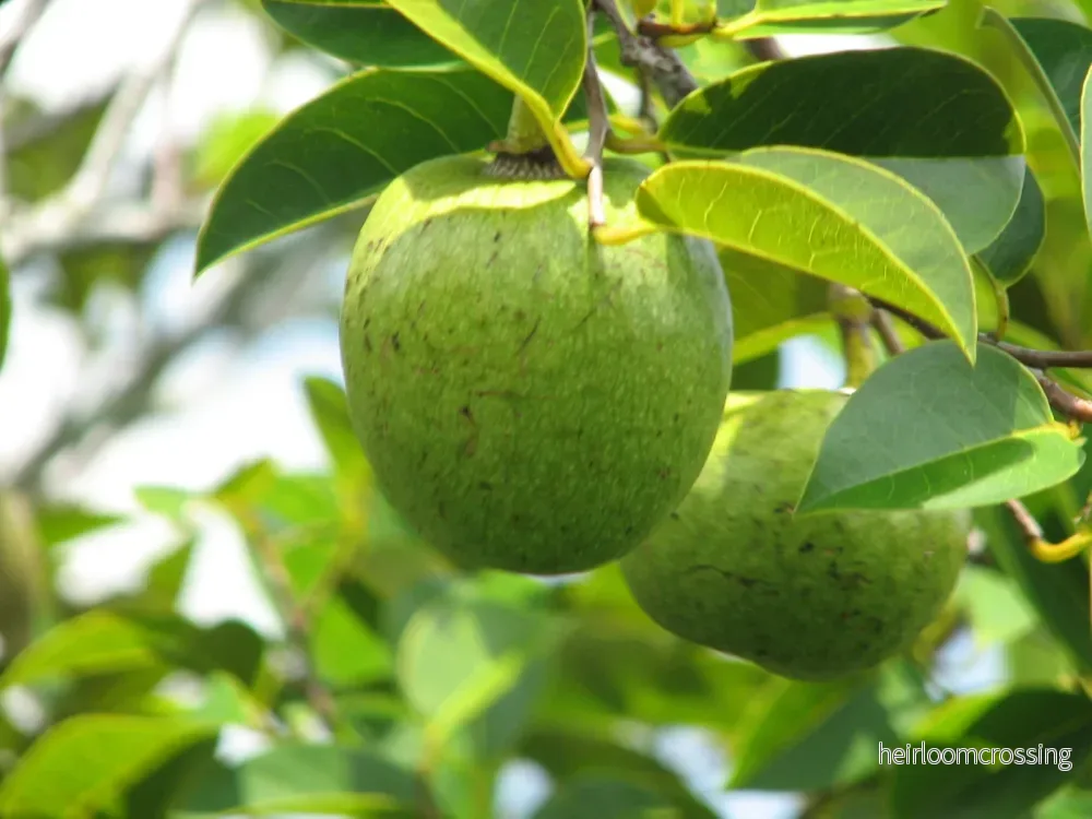 Träskäpple (Annona glabra) | frön, 5 st.