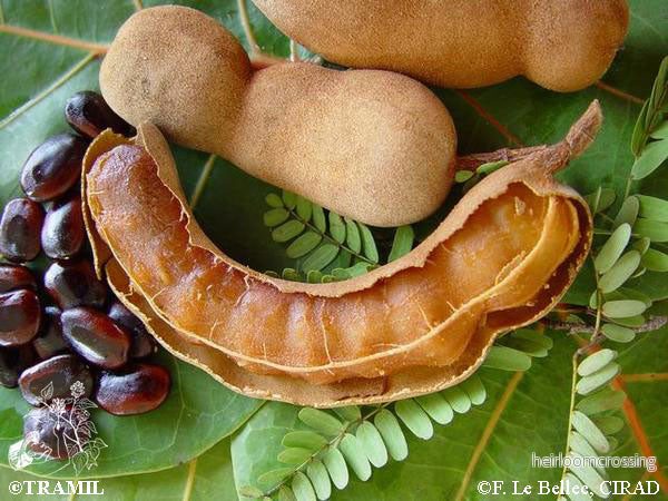 Tamarind (Tamarindus indica) | frön, 10 st.