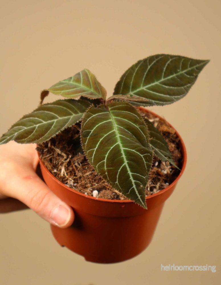 Ardisia gigantifolia - Bild 3